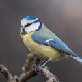 Blaumeise (Cyanistes caeruleus)