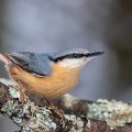 Kleiber (Sitta europaea)