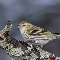 Erlenzeisig (Carduelis spinus)Weibchen