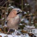 Eichelhäher (Garrulus glandarius)
