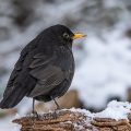 Amsel (Turdus merula) Männchen