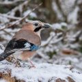 Eichelhäher (Garrulus glandarius)