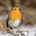Rotkehlchen (Erithacus rubecula)
