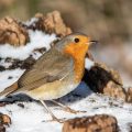 Rotkehlchen (Erithacus rubecula)