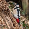 Buntspecht (Dendrocopos major) Weibchen