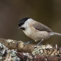 Sumpfmeise (Poecile palustris)