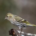 Erlenzeisig (Carduelis spinus)Weibchen
