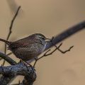 Zaunkönig (Troglodytes troglodytes)