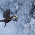 Wasseramsel (Cinclus cinclus)