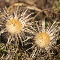 Silberdistel (Carlina acaulis)