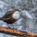 Wasseramsel (Cinclus cinclus)