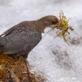 Wasseramsel (Cinclus cinclus)