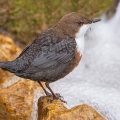 Wasseramsel (Cinclus cinclus)