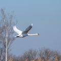 Höckerschwan (Cygnus olor)