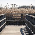Federsee