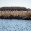 Federsee