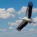 Weißstorch (Ciconia ciconia)