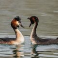 Haubentaucher,(Podiceps cristatus)