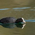 Bläßhuhn (Fulica atra)