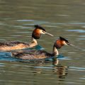 Haubentaucher,(Podiceps cristatus)