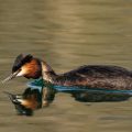 Haubentaucher,(Podiceps cristatus)