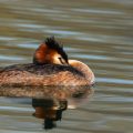 Haubentaucher,(Podiceps cristatus)
