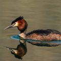 Haubentaucher,(Podiceps cristatus)