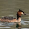 Haubentaucher,(Podiceps cristatus)