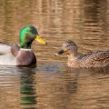 Stockente (Anas platyrhynchos)Paar