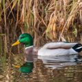 Stockente (Anas platyrhynchos)Männchen