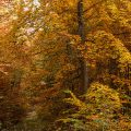 Herbst
