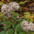 Herbst