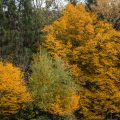 Herbst