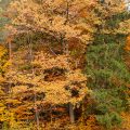 Herbst