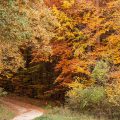 Herbst