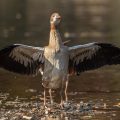 Nilgans (Alopochen aegyptiacus)