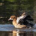 Nilgans (Alopochen aegyptiacus)