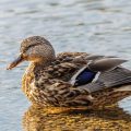 Stockente (Anas platyrhynchos) Weibchen