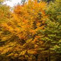Herbst