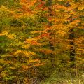 Herbst