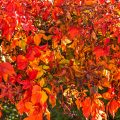 Herbst