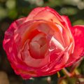Edelrose