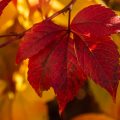 Herbst