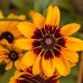 Sonnenhut (Rudbeckia fulgida) var. sullivantii