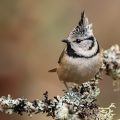 Haubenmeise (Lophophanes cristatus)