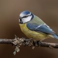 Blaumeise (Cyanistes caeruleus)