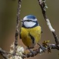 Blaumeise (Cyanistes caeruleus)