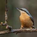 Kleiber (Sitta europaea)
