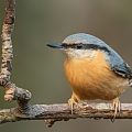 Kleiber (Sitta europaea)