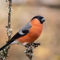 Dompfaff (Pyrrhula pyrrhula) Männchen